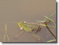 žabka na námluvách