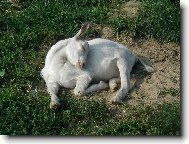 kozlík má krutou polohu