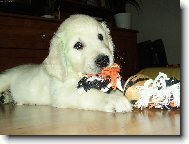 Angelo zlatý retrivr (sedm týdnů)