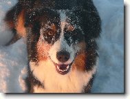 Chuckie alias sněžný bubák