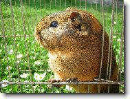 Kubicek jako král...:-)