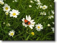 Má mě rád - nemá mě rád