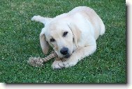 Anetka a oblíbená hračka