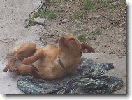 Už bych měla vstávat...