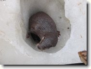 "Ještě nesplachujte!!!"