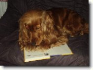 Klub  mladých čtenářů