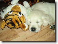 Krásný spánek s kamarádem