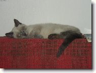 Miloučký To Náš Mikešek