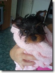 Bobíček Speeďánek