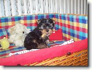 Moje kostička a tu nikomu nedám!Chcete mě fotit?Fajn,ale jedině s kostičkou!!!