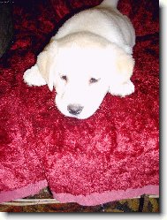 co budu dělat, aby mě pak nehubovali...