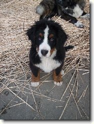 ale já jsem nic neprovedl