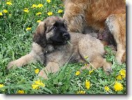 Adélka Quin. Galaxy Oss