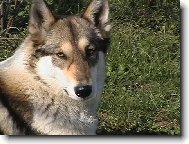 Beatrix od Katova můstku