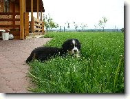 Naše malá Belinka.