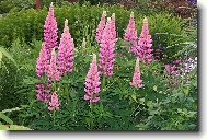 krása vlčího bobu (lupinus)