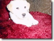 jsem Labrador a je mi 7 týdnů,tak co mi říkáte