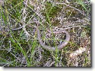 Slepýš při odpočinku