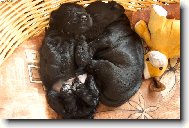 pohoda džes brácho