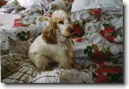 To jsem já v peřinách....