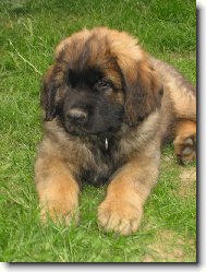 Artuš Quin. Galaxy Oss