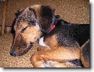 Bobinka po víkendovém řádění na chatě