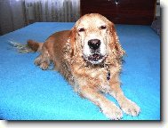 Náš miláček Ferda