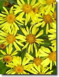 mnoho sluncí na louce