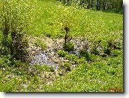 Vrby, tráva a nějaká voda