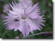 Mraveneček na květince :)