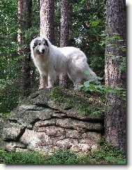 jsem přece horský pes...