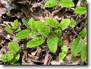 první jarní lístky