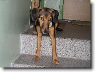 Bobinka - kříženec