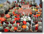 Výstava kaktusů Plzeň