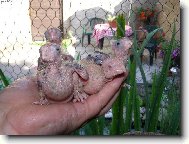 Mládě čtyřhlavého draka