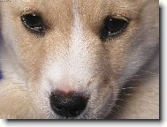 Chiguitka - oříšek