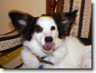 Takhle umím plazit jazyk