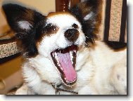 A takhle umím zívat