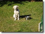 Taky má váš pes ten výraz to není moje......