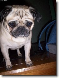 Náš poklad Ájinka