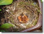 právě vylíhnutá ptáčata