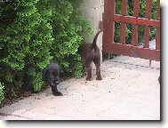 černý nebo hnědý ??