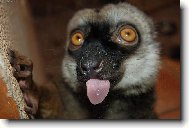 Lemurek s jazýčkem