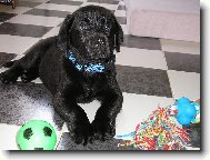 Arny - školák první třídy