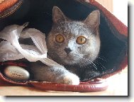 Všude dobře, v tašce nejlíp :)