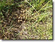 překvapení v trávě