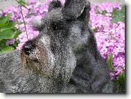 Daisynka je zkrátka modelka