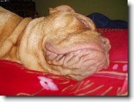 Samira Bordeauxská doga