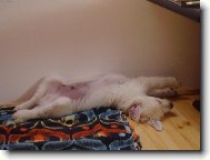 Oblíbená poloha na spaní...