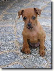 maličký model Tedísek